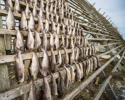 BB 14 0327 / Gadus morhua / Torsk